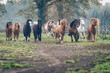 Islandpferde-Pferd- auf einer Weide. Herde