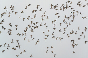 Wall Mural - Grey Plover, Pluvialis squatarola - Birds in the environment during winter migration