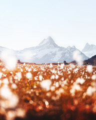 Wall Mural - picturesque view on bachalpsee lake in swiss alps mountains. snowy peaks of wetterhorn, mittelhorn a
