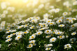 Backlit by sunlight daisy stalks closeup