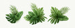Set of Realistic Palm Tropical Leaves Isolated on White Background. Tropical monster leaf, palm, banana, exotic plants. Elements for Summer Tropic Design. Vector Illustration