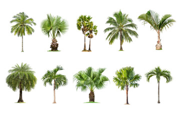 Wall Mural - coconut and palm trees isolated tree on white background , the collection of palm trees. large palm 