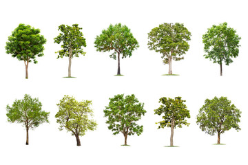 Wall Mural - isolated big tree on white background. the collection of trees. tropical trees isolated used for des