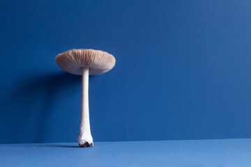 A white giant mushroom with long stem and big agaric gills cap on blue studio background with copy space.