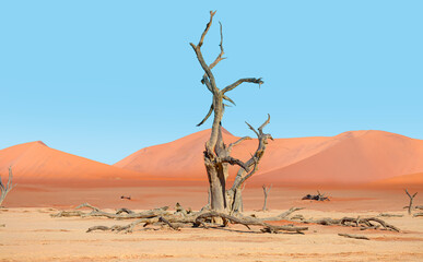 Wall Mural - Dead trees in Dead Vlei - Sossusvlei, Namib desert, Namibia 