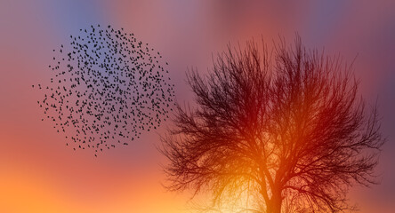 Aufkleber - Silhouette of birds flying over lone dead tree at sunset