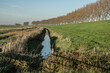 typical landscape of ditch, dike and poplars in the polder of Goeree Overflakkee in autumn