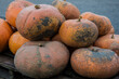 edible pumpkins on a market of a farmer's shop on the island Goeree Overfalkkee
