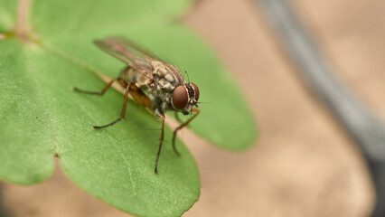 Wall Mural - A fly perched on a green leaf