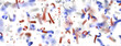 © vegefox.com - Confetti -  Red Blue White Confetti Confetti Overlay