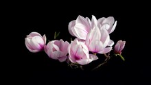 Time Lapse Closeup Of Opening Beautiful Pink And White Magnolia Blossoms On A Branch, With Black Background
