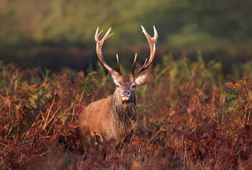 Wall Mural - Close up of a red deer stag in autumn