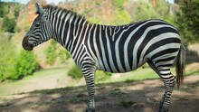 Zebra At A Safari