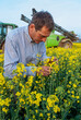 © S. Leitenberger - Traitement insecticide sur colza contre le charancon. Agriculteur observant la présence charançon dans le colza. Pulvérisateur en arrière-plan