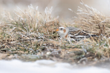 Wall Mural - Among the grass, the snow bunting (Plectrophenax nivalis)