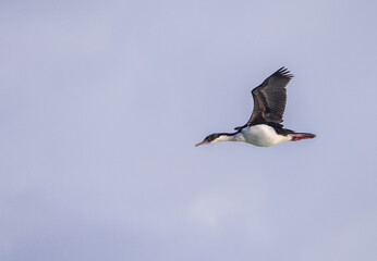 Wall Mural - Imperial Cormorant or shag flying by cruise ship near Cape Horn in Chile