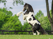 Gypsy Vanner horse colt rearing up in play