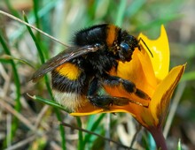 Bumblebee Collects Honey On Purple Crocus Flowers