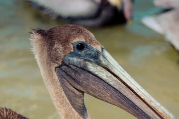 pelican's eye