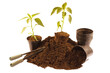 land seedlings for transplanting gardening