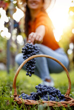 Woman With Basket Of Grapes In Vineyard