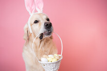 A Dog Dressed As A Rabbit Sits On A Pink Background And Holds A Basket Of Eggs. Golden Retriever Celebrating Easter And Looking At The Camera, There Is Room For Text. Easter Card With A Pet.