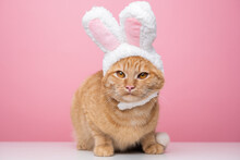 Cute Kitty Looks At The Camera In A Bunny Costume. The Cat Is Sitting On A Pink Background Wearing A Cute Hat With Bunny Ears. Happy Easter Concept