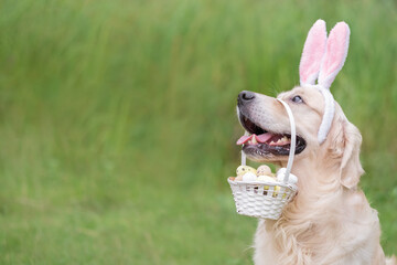 A happy dog sitting in the green grass on a spring day wearing a bunny costume and holding a basket of eggs. banner with a Golden Retriever for Easter with room for text.