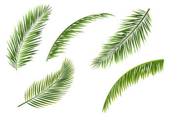 palm tree leaves