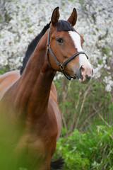 Canvas Print -  portrait of bay beautiful   sportive  horse posing near blossom cherry  tree. spring time