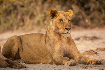 Wall Mural - Lioness (Panthera leo) dozing in the shade of a bush, Botswana