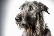 Black irish wolfhound dog portrait on a white background in a studio