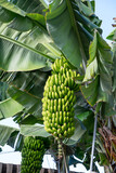 Plantas de plátanos en la isla de Tenerife, Canarias