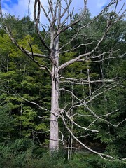 Snag tree with lush green background of forest