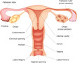Vector illustration of female reproductive system diagram. 