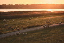 Sheep Grazing On Dike In Schleswig-Holstein, Germany. High Quality Photo