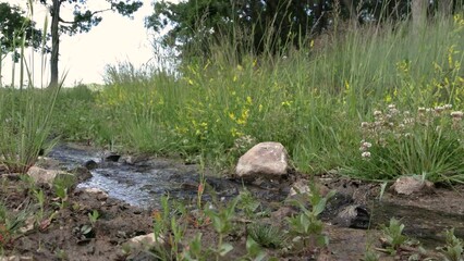 Wall Mural - A wide angle view of a shallow stream running through a green field where a couple of small sparrows wash. The farther one flies away and the nearer one continues to bathe in the clear water.