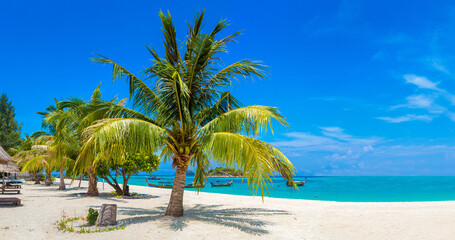 Poster - Single palm tree on beach