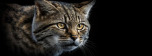 Portrait Of A Cat, Close Up Image Of A Feral Neighbourhood Wild Cat Showing Face And Eyes On Black Background. .  Image Was Created With Generative Ai 