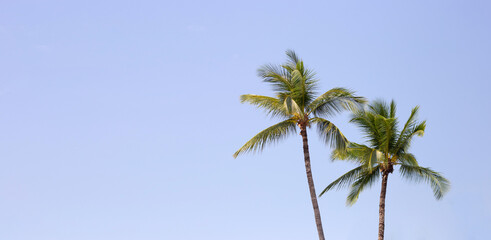 Wall Mural - Coconut palm trees with blue sky