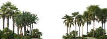 Palm Trees In The Wind, Paradise, Alpha Channel, Transparent Background