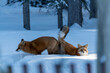 Two (male female Vulpes) Red Foxes seen in mating position stance during winter season with snow, white background in natural, wild environment. 