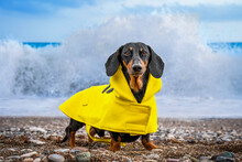 Dachshund Bright Yellow Raincoat Stands Against Backdrop Of Sea With A Huge Wave Posing For Advertisement For Dog Clothes. Collection Of Fashionable Clothes For Pets. Proud Dog On Elements Of Water