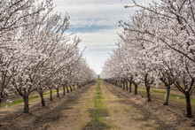 Dramatic image of a almond orchard in full bloom with white flowers in Central Valley California, with cloudy skies.