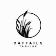 cattails plant vector template. reed grass. water plant graphic illustration.