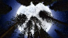 Full Moon And Twinkling Stars Above The Forest Trees	
