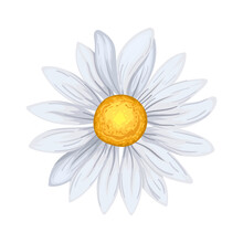 Daisy Flower Summer Cartoon Vector Illustration Color Sign