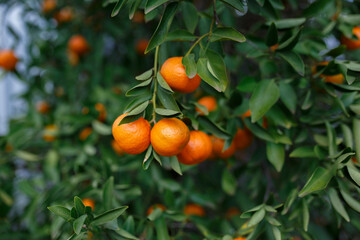 Fresh and ripe mandarins on a mandarin tree during the months of winter in Adelaide, South Australia