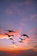 夕日を背景に群れで飛行する白鳥のシルエット