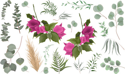 Wall Mural - Vector Floral Set. Pink bougainvillea, tropical flower, shrub. Green leaves and plants on white background, eucalyptus